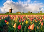 Say đắm với hoa Tulip trong vườn hoa Keukenhof ở Hà Lan