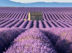 Tím lịm với vẻ đẹp của những cánh đồng hoa Lavender ở Pháp