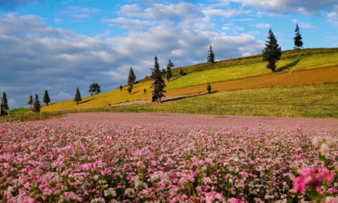 Vẻ Đẹp Thơ Mộng Của Thảo Nguyên Suôi Thầu