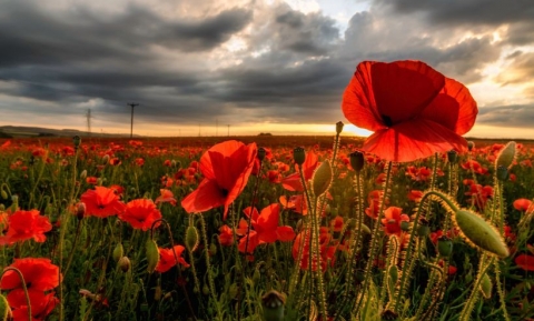 Ngất ngây với những cánh đồng hoa đẹp nhất thế giới 