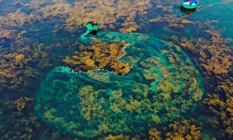 Khám Phá Cánh Đồng Rong Mơ Ở Hòn Khô Quy Nhơn Vào Mùa Đẹp Nhất