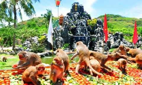 Khám phá đảo Khỉ Nha Trang – Nơi ở của thế giới loài khỉ