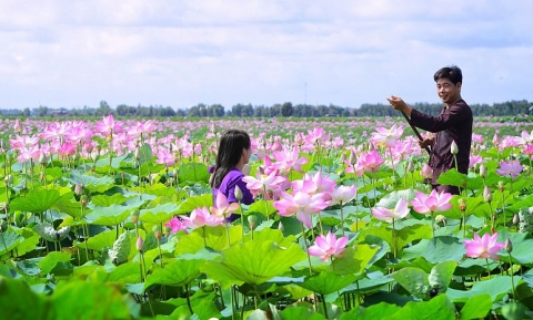 Chiêm ngưỡng vẻ đẹp của đồng sen Tháp Mười bát ngát