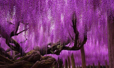 Ngắm hoa tử đằng Nhật Bản – Một sắc tím mộng mơ