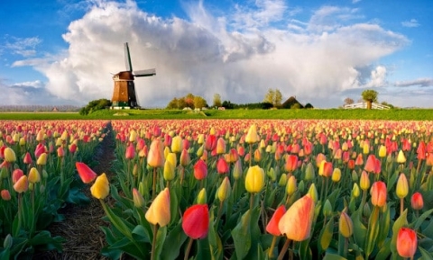 Say đắm với hoa Tulip trong vườn hoa Keukenhof ở Hà Lan