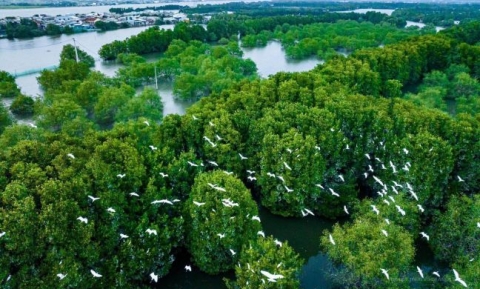 Khám phá lá phổi xanh của phố biển tại khu du lịch sinh thái Cồn Chim Quy Nhơn 