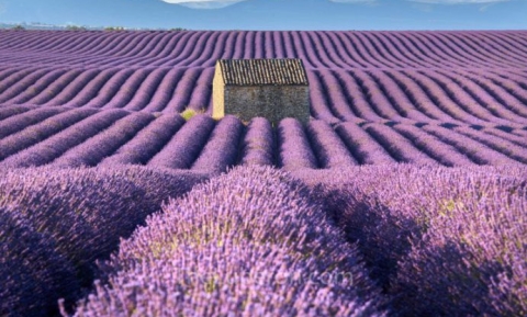 Tím lịm với vẻ đẹp của những cánh đồng hoa Lavender ở Pháp