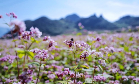 Mùa hoa tam giác mạch trên cao nguyên đá Hà Giang có gì mà “Hot” đến thế?