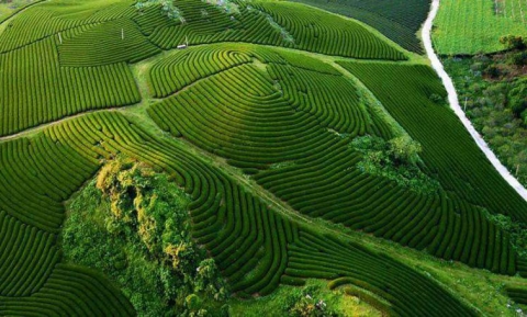 Nông trường chè Mộc Châu - Không gian đẹp ngất ngây giữa lòng Sơn La