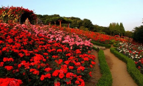 Thung Lũng Hoa Hồng nổi tiếng Sapa - Điểm đến hấp dẫn miền Bắc