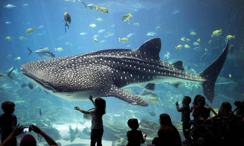 Trải nghiệm một ngày sống dưới lòng thủy cung Vinpearl Phú Quốc