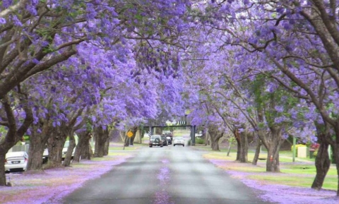 Ngắm Nhìn Top 5 Con Đường Đẹp Mộng Mơ Tại Đà Lạt