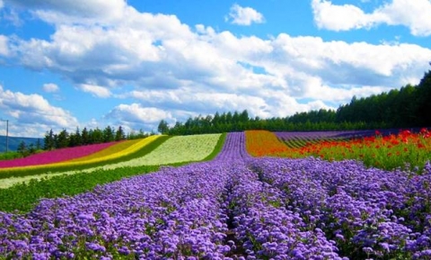 THÁNG 4 NÀY CHIÊM NGƯỠNG CÁC VƯỜN HOA ĐÀ LẠT SIÊU MỘNG MƠ 