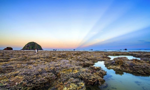 Bãi san hô lộ thiên Phú Yên có gì đặc biệt mà thu hút nhiều khách du lịch đến vậy?