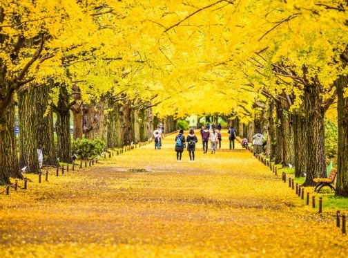 Điểm danh 6 địa điểm ngắm mùa lá đỏ nổi tiếng ở Tokyo vào mùa thu
