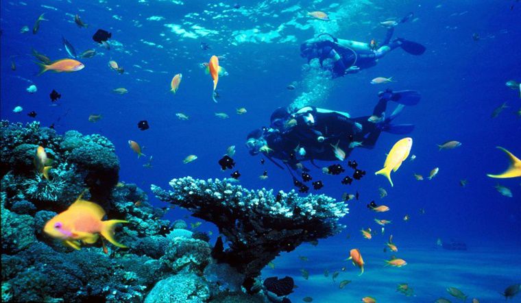 Khám phá thế giới sinh vật biển tại Viện Hải dương học Nha Trang