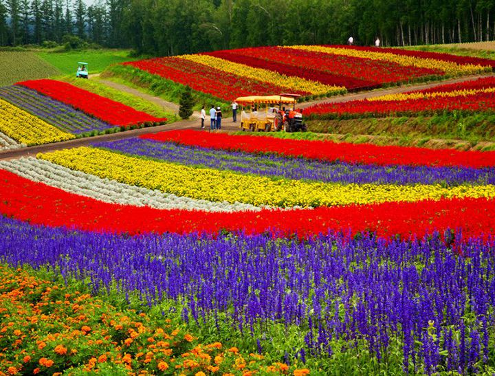 Cánh Đồng Lavender Tại Hokkaido