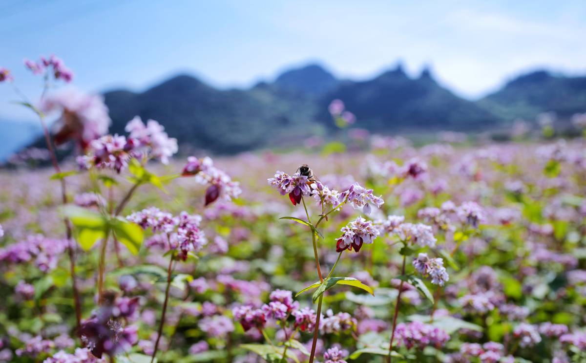 Mùa hoa tam giác mạch ở Hà Giang vào tháng mấy? 