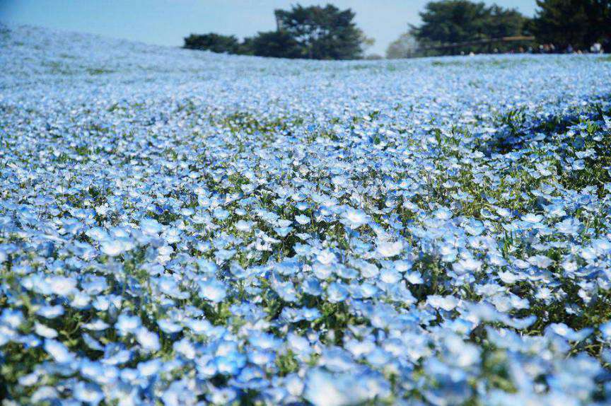 Cánh đồng hoa Nemophila ở đảo Honshu, Nhật Bản