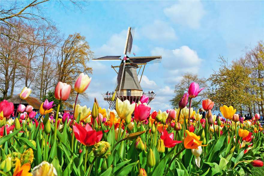 Cánh đồng hoa tulip Keukenhof ở Lisse, Hà Lan