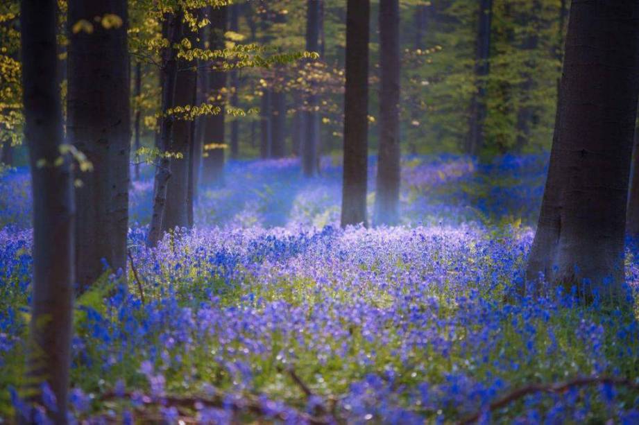 Cánh rừng hoa chuông xanh ở rừng Dean, Anh