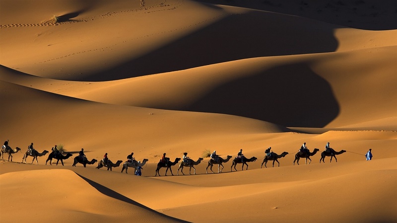 Trải nghiệm sa mạc Safari có gì hot?