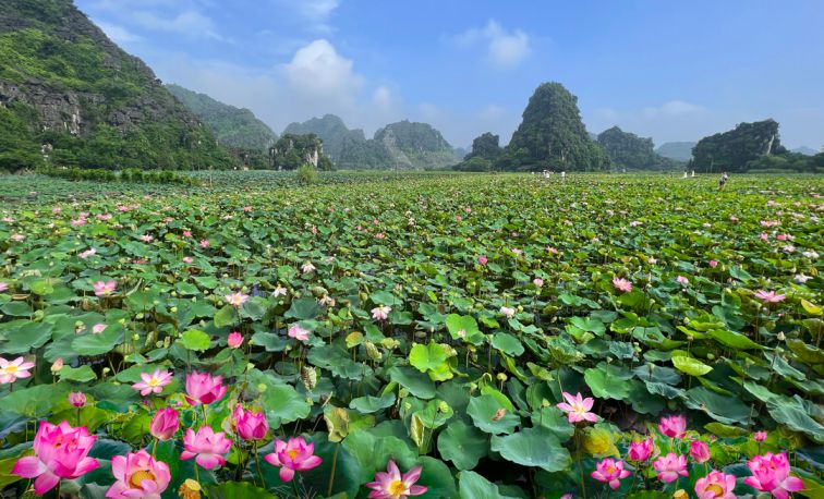 Địa điểm ngắm hoa sen đẹp nhất Ninh Bình