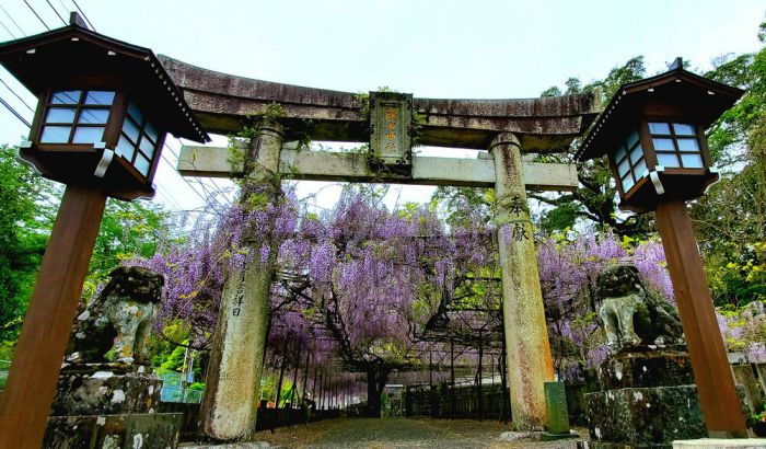 Đền Mandaraji – Địa điểm Ngắm hoa tử đằng Nhật Bản không thể bỏ qua