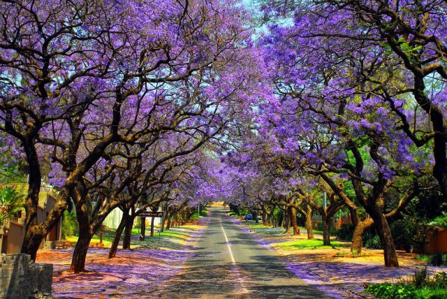 Cánh đồng hoa Pretoria, Nam Phi