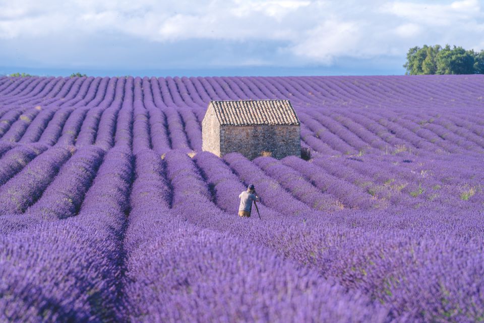 Cánh đồng hoa oải hương Provence – Pháp