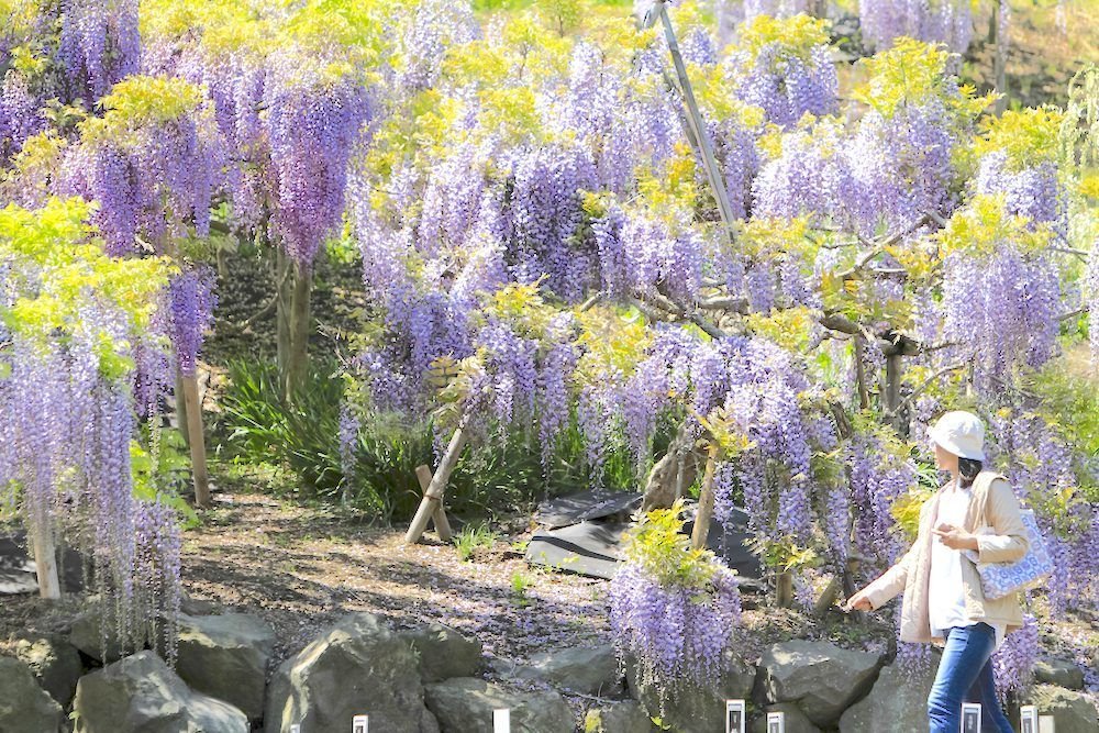 Địa điểm ngắm hoa tử đằng đẹp - Vườn hoa tử đằng Ushijima no Fuji