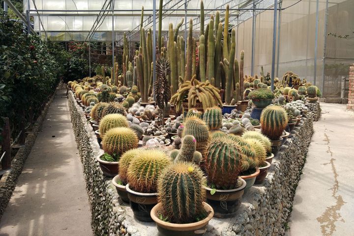 Cactus Valley