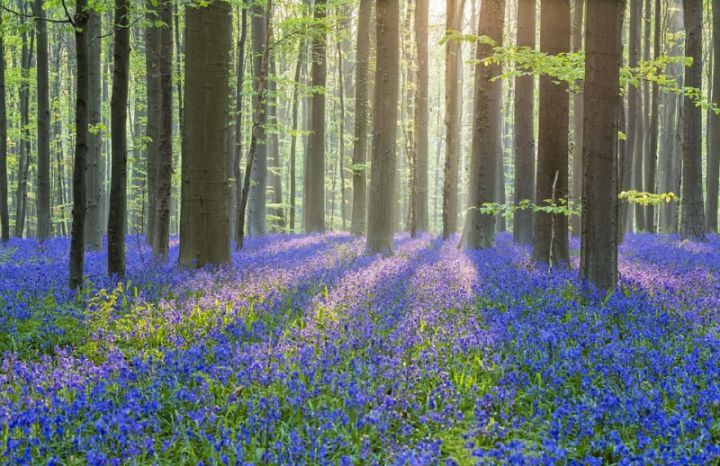 Cánh đồng hoa chuông xanh ở rừng Dean – Anh
