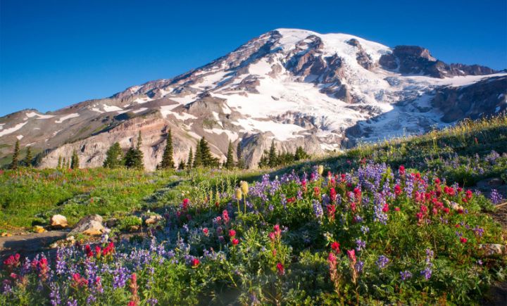 Cánh đồng hoa dại ở Vườn Quốc gia Mount Rainier – Mỹ