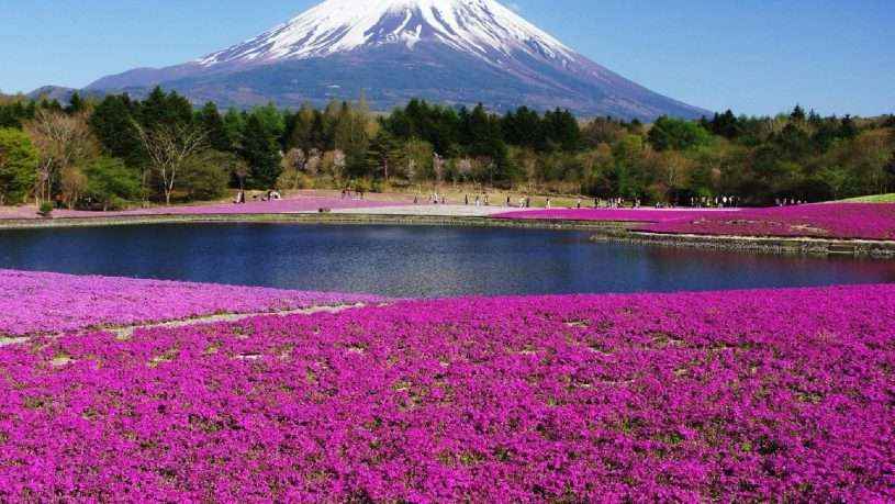 Cánh đồng hoa – Phú Sĩ, Nhật Bản
