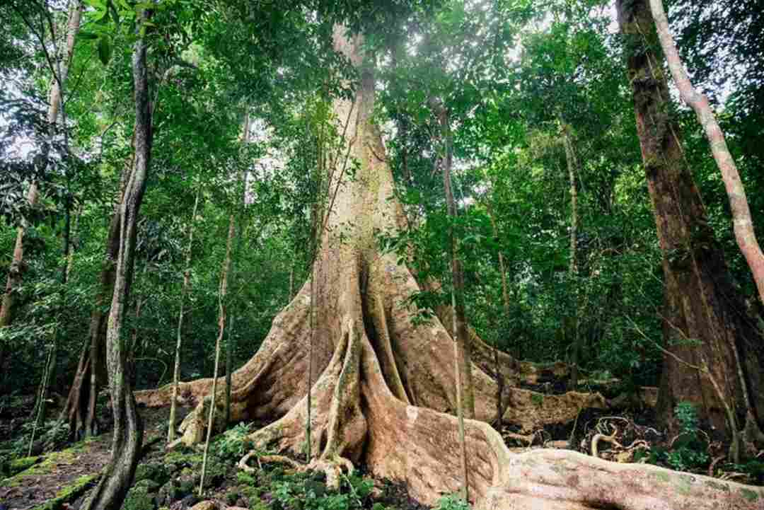 Tour Nam Cát Tiên 2N1D: Khám Phá Bí Mật Khu Rừng Già