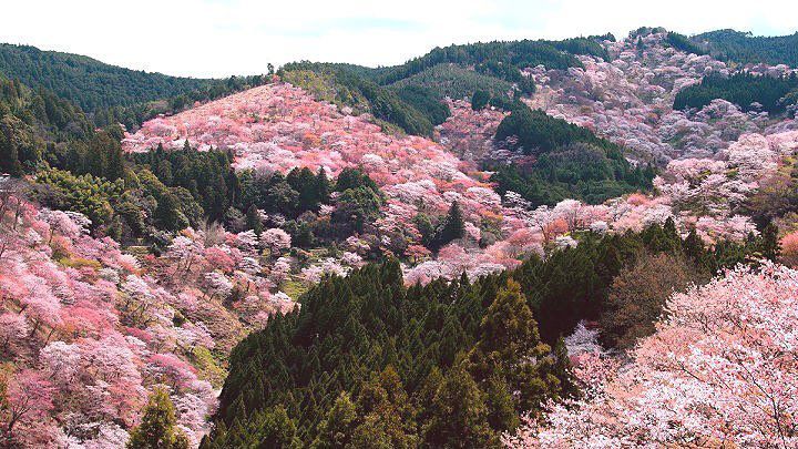 Cánh đồng hoa anh đào vùng núi Yoshino – Nhật Bản