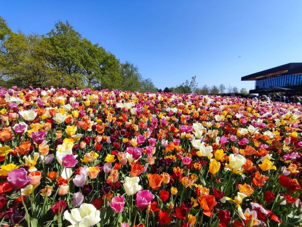 Vài nét về vườn hoa Keukenhof ở Hà Lan