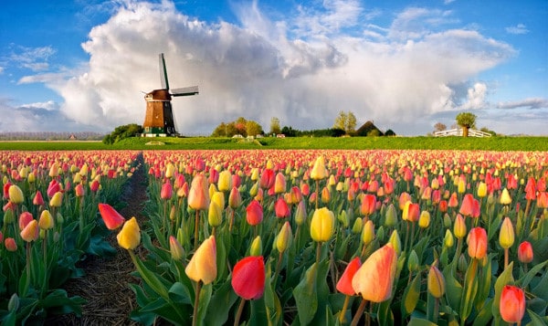 Cánh đồng hoa Keukenhof – Hà Lan