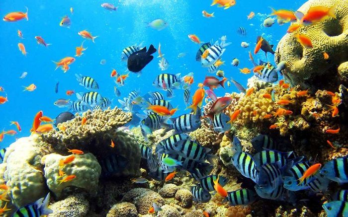 Lặn biển Nha Trang ngắm san hô tuyệt đẹp