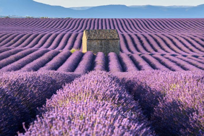 Cánh đồng hoa Lavender thung lũng Luberon