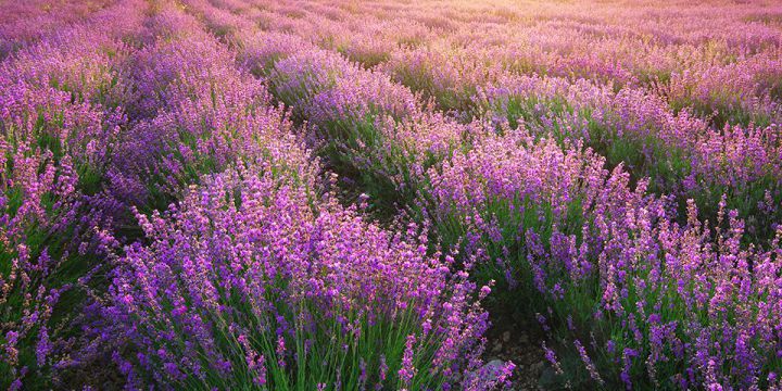 hoa oải hương Provence