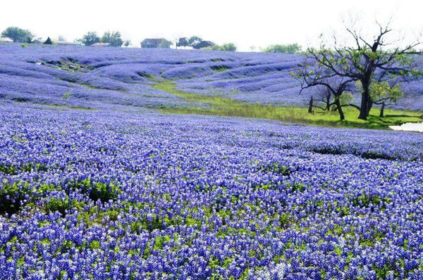 Cánh đồng hoa Bluebonnet – Texas, Mỹ