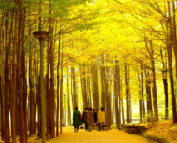  Tour Seoul - Nami - Everland 5N4D Mùa Thu T10 11