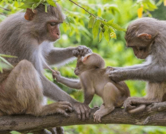 Tour Cần Giờ - Khám Phá Lâm Viên Cực Đẹp